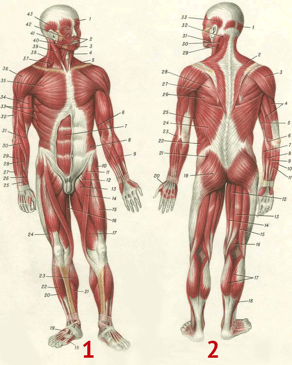 Анатомия мышц спины строение мышц человека