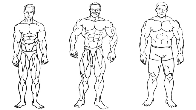 3 Типа телосложения в бодибилдинге (эктоморф,мезоморф,эндоморф)