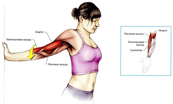 Как правильно делать растяжку мышц комплекс упражнений