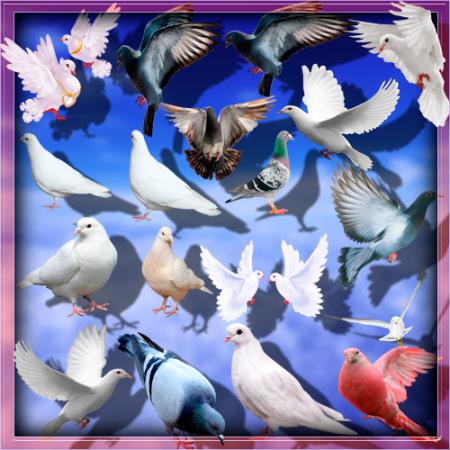 Растровые клип-арты - Дикие и домашние голуби