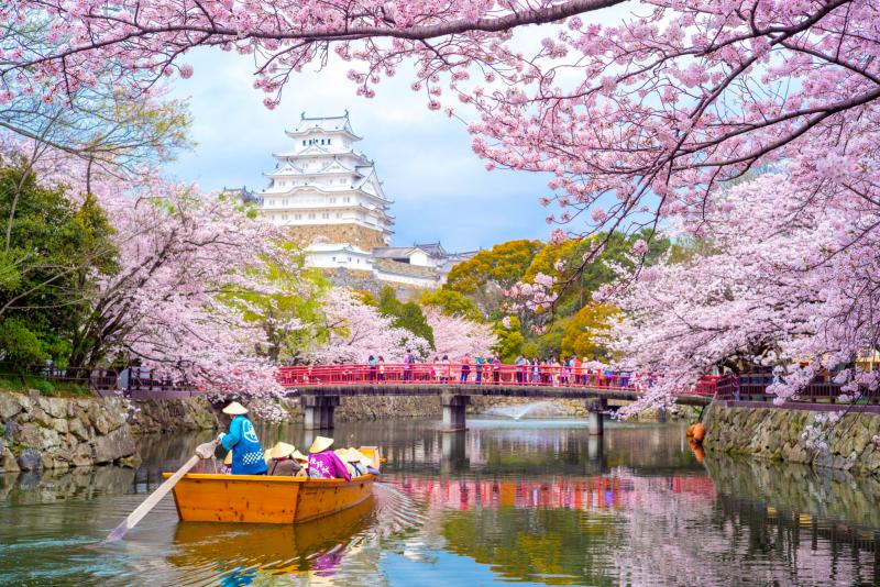 Полюбоваться цветением сакуры в Японии можно будет в марте