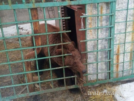 Избавить животных: из скандального зоопарка на Донбассе вывезли последних питомцев(фото, видео)