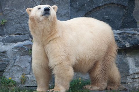 В России на архипелаге с ядерным полигоном завели порядок ЧС из-за нашествия белых медведей