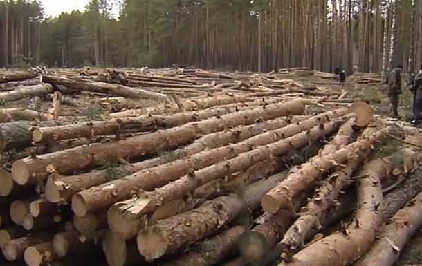 В Украине уменьшились незаконные рубки леса - СМИ