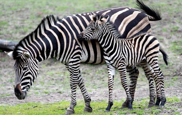 Британские ученые рассказали свою версию, зачем полосы зебре