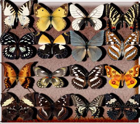 Png без фона - Бабочки разных видов