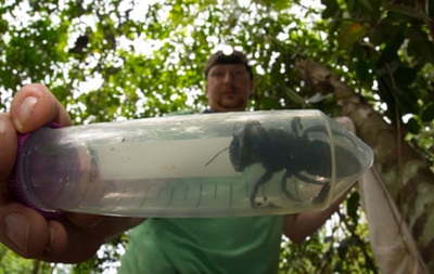 В Индонезии нашли гигантскую пчелу, которую считали вымершей