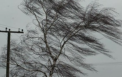 Непогода во Львовской области: штормовой ветер валит деревья