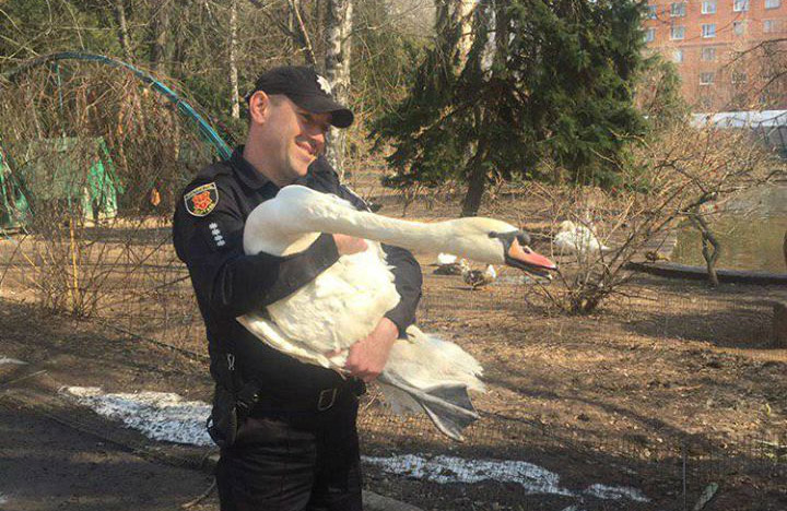 Вісті з Полтави - У Полтаві патрульні врятували лебедя, який заплутався в електродротах