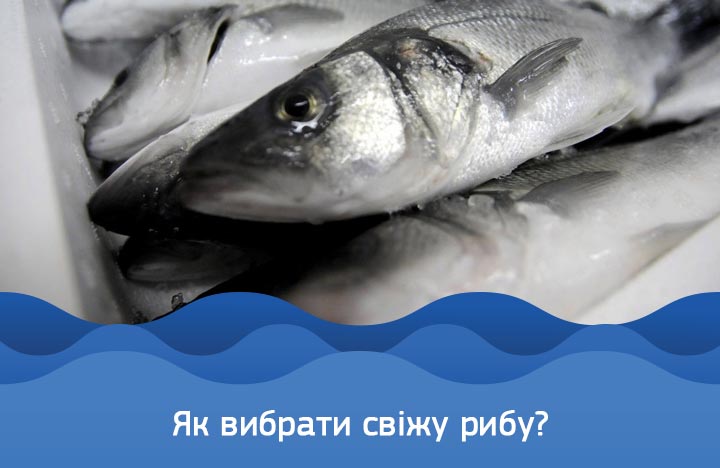 Вісті з Полтави - Полтавський рибпатруль розповів, як верно обрати якісну рибу