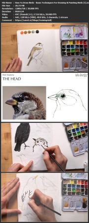 How To Draw Birds - Basic Techniques For Drawing & Painting Birds