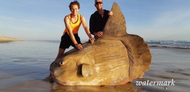 В Австралії на пляж викинуло рідкісну океанічну рибу: фото