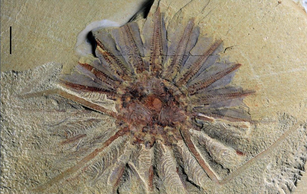 Ученые нашли древнее существо возрастом 518 млн лет