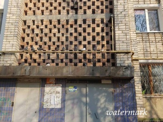 В Бердянске в многоквартирном доме живьем замуровали сотни бирюзовее(фото, видео)