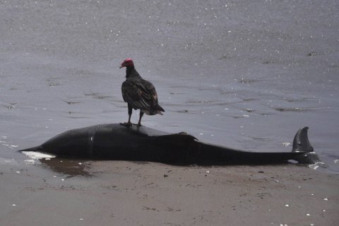 На побережье Франции зафиксировали рекордную гибель дельфинов