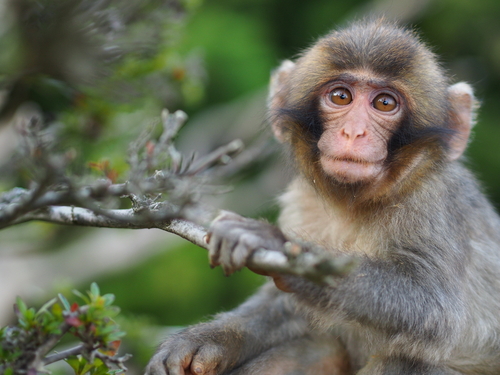 Туристов Киото предупреждают о нападениях обезьян