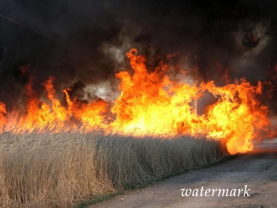 Масштабный пожар в национальном парке "Тузловские лиманы": экологи заявили о катастрофе(фото)