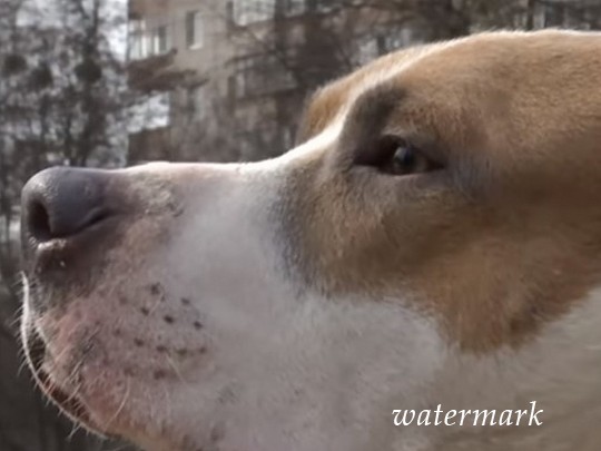 Бойцовский пес в Гладко напал на ребятенка и вряд не задрал его: детали и видео