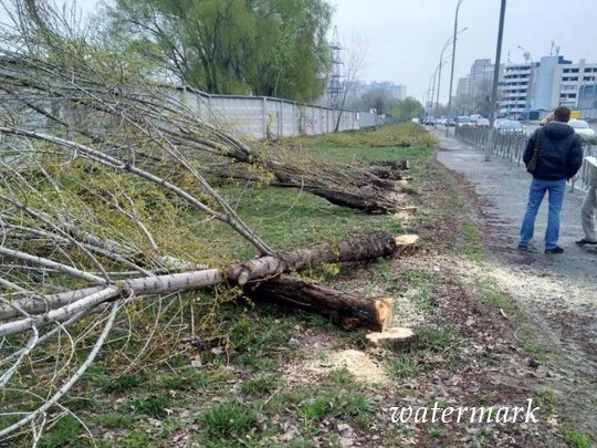 В Киеве безвестные демонстративно изничтожили десятки всего высаженных деревьев