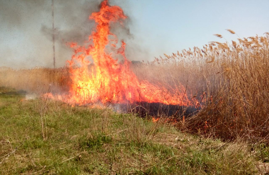 Вісті з Полтави - За добу на Полтавщині рятувальники загасили 10 пожеж на відкритій території