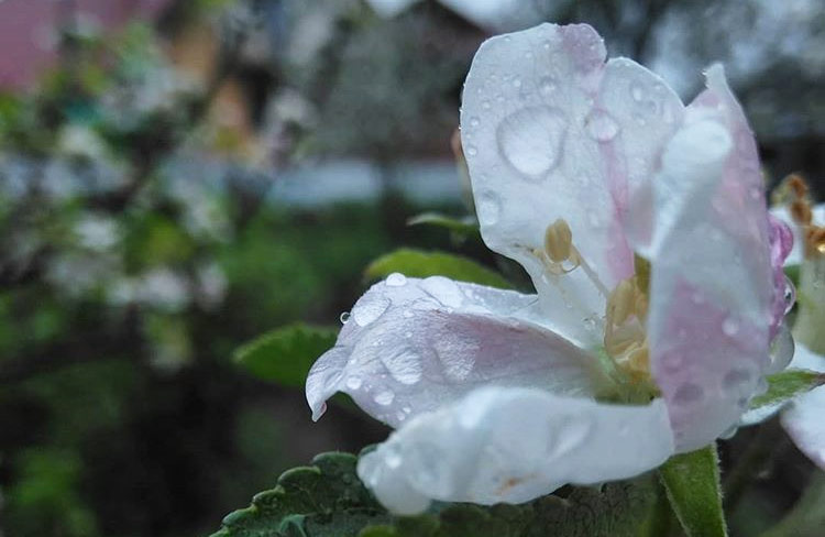 Вісті з Полтави - Погода у Полтаві: увесь тиждень дощитиме