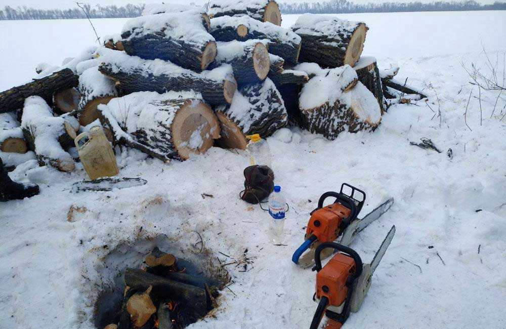 Вісті з Полтави - У Кременчуцькому районі судитимуть чоловіка, який спиляв 30 дерев на 400 тис. грн