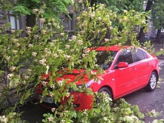 Упавшие деревья и улицы-реки: появились фото и видео последствий бури в Киеве