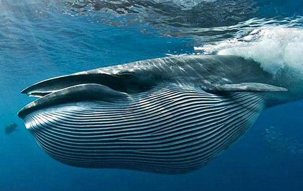 В Италии нашли самый большой скелет синего кита за все время исследований