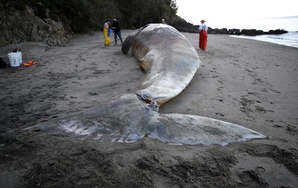 В Калифорнии на берег вынесло девять мертвых китов