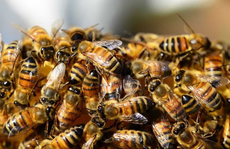 Вісті з Полтави - Бджоли не винні. Що призвело до загибелі бджіл у Кобеляцькому районі?