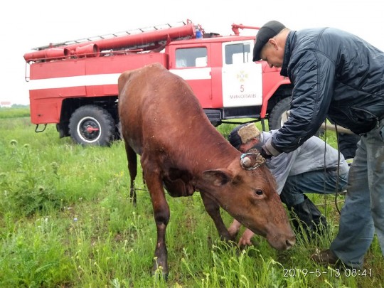 В Николаеве спасатели вытащили корову из 6-метрового колодца с водой(фото)