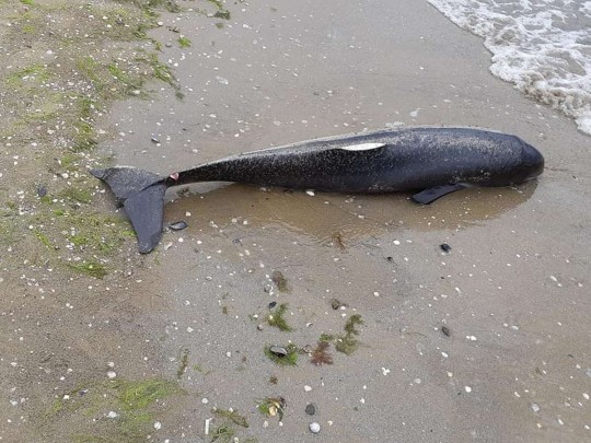 Отдыхающие возмущены: с пляжа в Затоке несколько дней не могут убрать кости дельфина