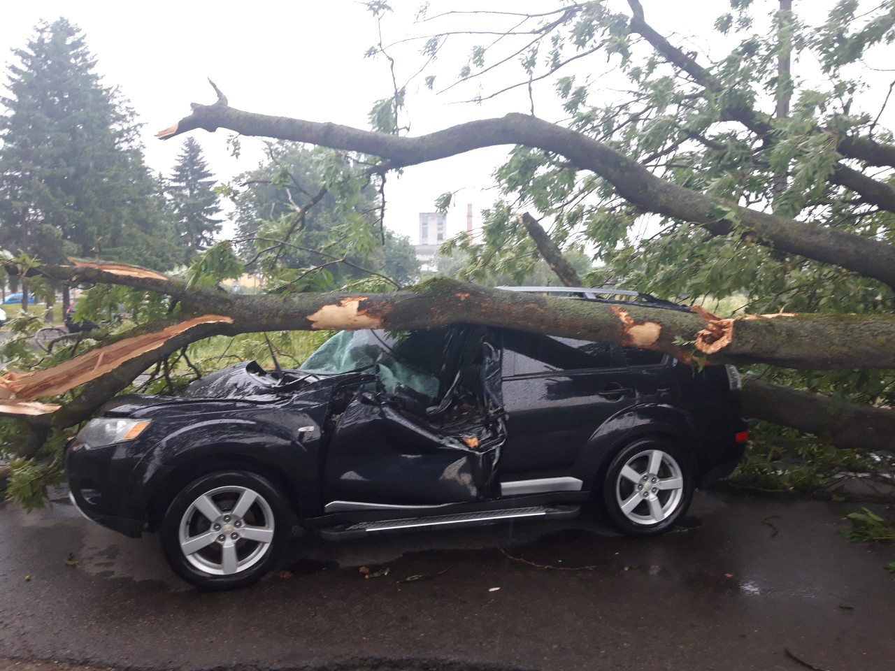 Из-за падения дерева близ Стрыя в больницу влетели двое людей