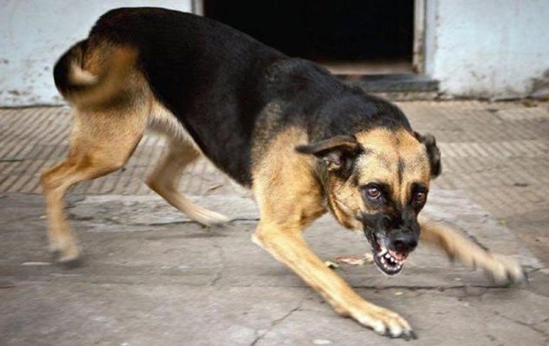 Больная бешенством собака покусала двоих людей в Рубежном
